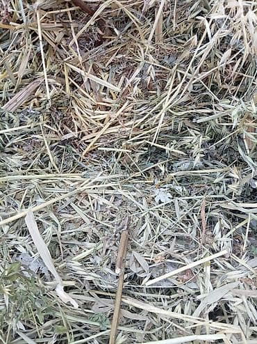 машинка для животных: 1укос клевер тюки
180 сом 2024 года — 4