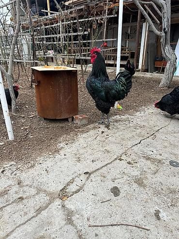 страусиное яйцо купить: Продаю инкубационное яйцопороды "Джерсийский гигант" кто хочет — 1