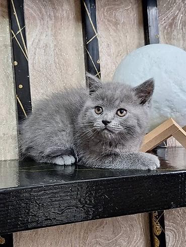 Продажа кошек: Шотландские котята (SCOTTISH):3 мальчика и 2 девочки, окрас-голубой — 4