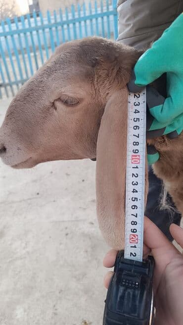 купить собаку шпица недорого: Продаю | Овца (самка), Ягненок | Арашан | Для разведения — 3