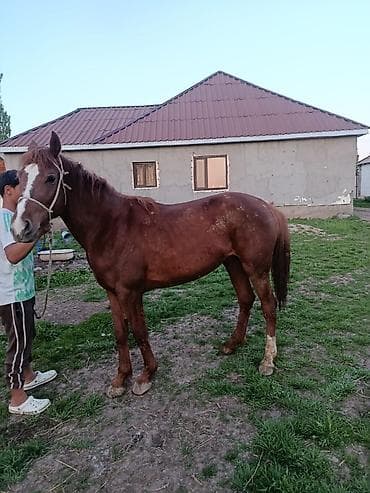 лошад тай: Продаю | Конь (самец) — 3