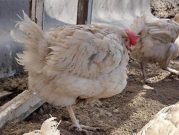 Продаю | Куры | Домашняя | Для разведения