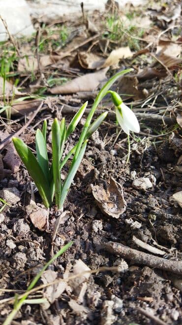 что подарить маме: Подснежники к Новому Году! — 1