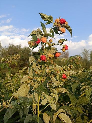 Бакча эмереги: Малина (саженцы/побеги плодоносящих кустов)Полька!!! Описание: - — 8