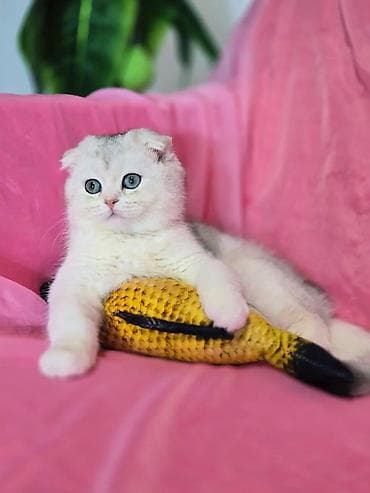 шиншилла британская кошка цена: Шотландские чистопородные котята. Scottish fold и straight две — 4