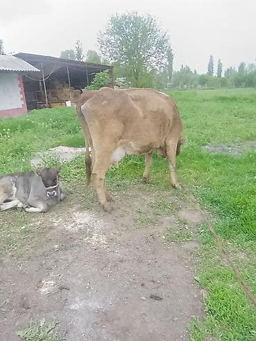 корм для домашних животных: Продаю | Корова (самка) | Полукровка | Для разведения | После отела — 4