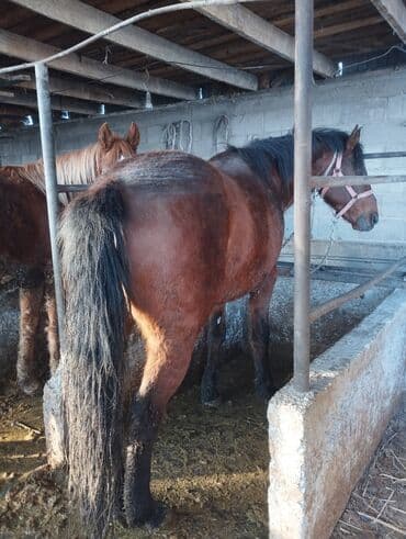 Продаю | Жеребец | Для разведения