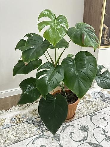 монстера манки: Монстера делициоза в горшке + бонусом детка Монстеры Альба — 3