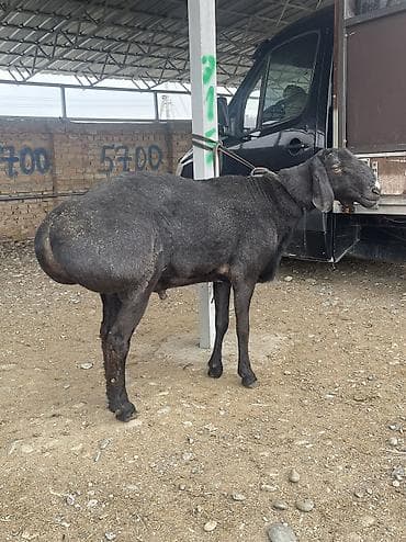 сколько стоят кролики домашние: Продаю | Баран (самец) | Для разведения | Осеменитель — 5