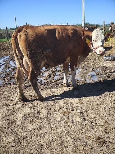 молочные козы: Продаю | Корова (самка) | Швицкая, Монбельярд | Для молока — 9