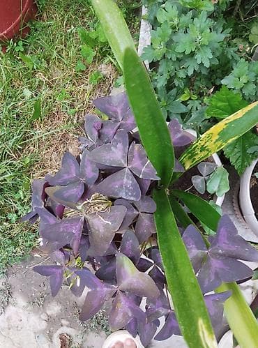 Комнатные растения: Комнатные и садовые растения (на фото): - Сансевиерия (Sansevieria — 9