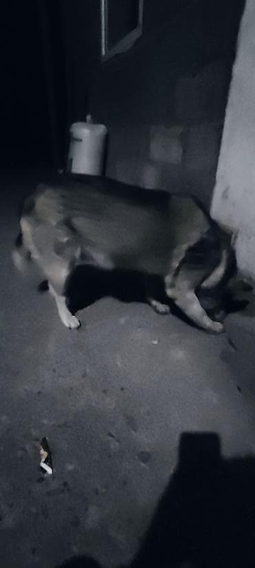 куплю домашнее животное: Собака крупной породы (пастушьего типа). Особенности: - крупный — 3