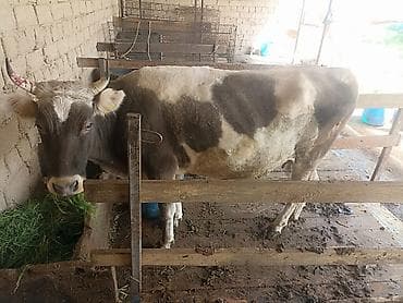 кукуруза качан: Продаю | Корова (самка) | Для разведения | Привязанные — 1