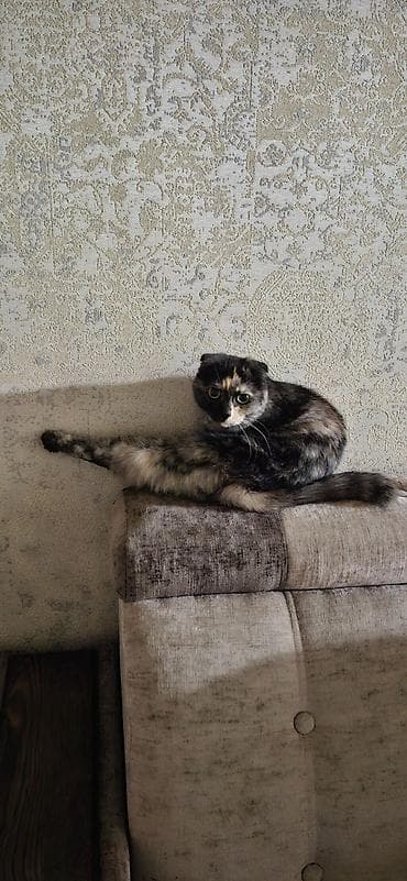 scottish fold: Кошка даром: Беспородная, 1 месяц, Мальчик — 5