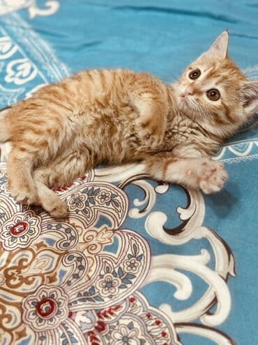 шотландский вислоухий кот купить: Рыжий котёнок с классическим полосатым окрасом (tabby). Крупные — 1