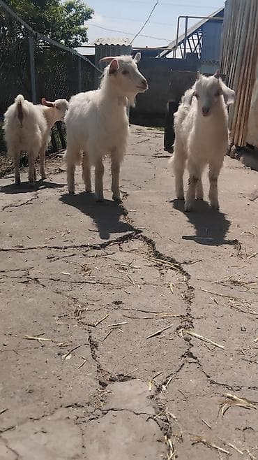 яйца фазан: Продаю | Козлёнок | Зааненская | Для молока | Племенные — 4