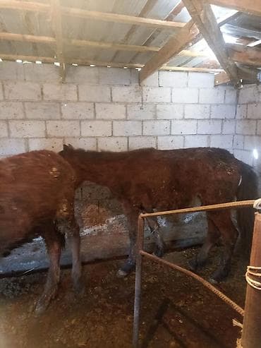 коня: Продаю | Жеребец | Для разведения | Племенные — 3