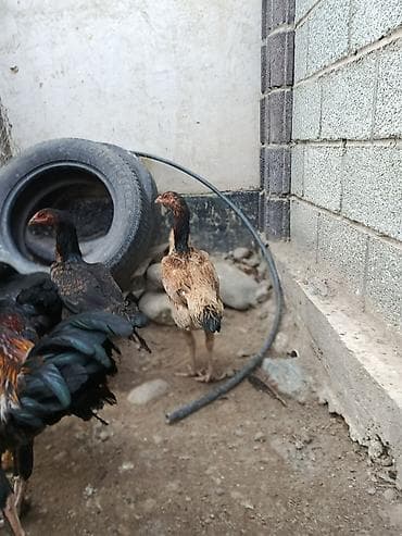 продаю курица: Продаю | Куры | На забой, Несушки, Для боев — 6