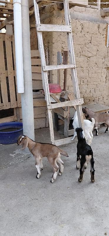 А/ч жаныбарларын сатам: Сатам | Улак | Нубий | Сүт алуу үчүн | Асыл тукумдуу — 1