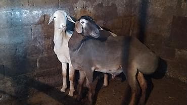 chi su: Продаю | Баран (самец) | Для разведения | Племенные — 4