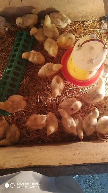 баранина туша цена: Продаю | Цыплята | Бройлерная | На забой — 5