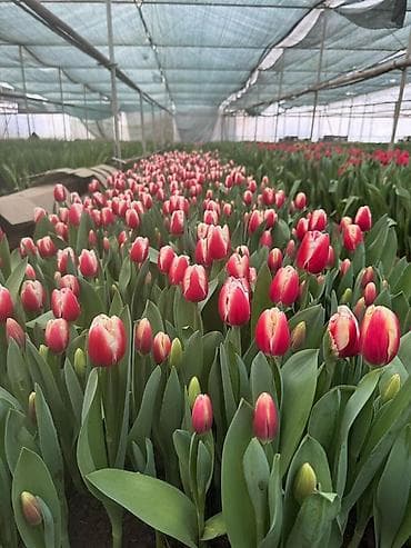 Уход и хранение одежды: Тюльпаны оптом с луковицей, срез «на луковице» из теплицы - 30 — 9