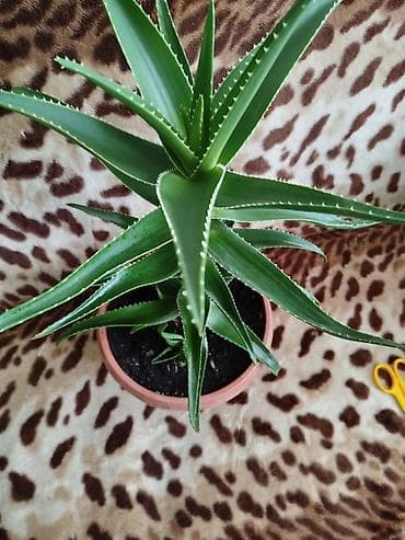 купить цветок алоэ: Алоэ Вера. Растение с мясистыми зелёными листьями, по краям мелкие — 1