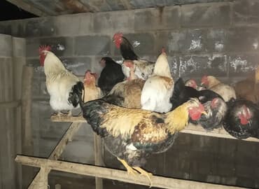 Продаю | Куры | Домашняя | Для разведения