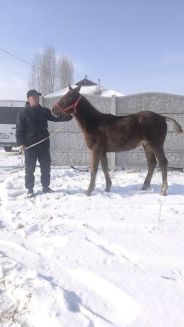 я ищу лошадь: Продаю | Жеребенок | Конный спорт — 4
