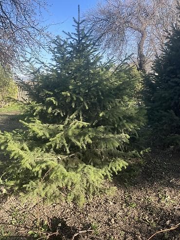 бесшумные генераторы: Ели для озеленения участка - Породы: ель обыкновенная (Picea abies) и — 1