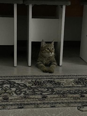 кошка пушистая: Кошка даром: Беспородная, 1 год, Девочка, Приучена к лотку, Проглистована, С прививками — 3