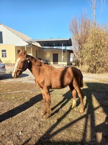Грызуны: Продаю | Конь (самец) | Для разведения | Мерин — 3