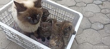 Котята от кошки с сиамским окрасом Котята по отдельности не