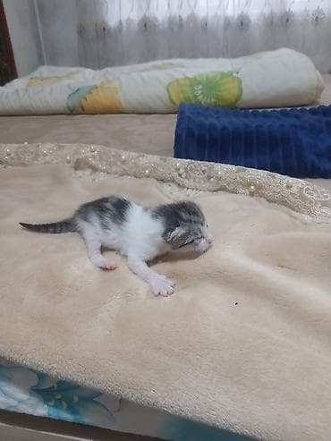 продаю котенка: Котята, недавно родившиеся, разноокрасочные: - Окрас: бело-серый — 1