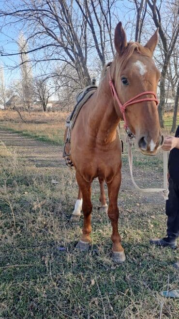 котята в добрые руки: Продаю | Жеребец | Рабочий — 2