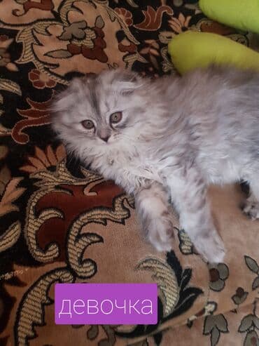 шатландский кошка: Скотиш Фолд (Шотландская вислоухая), 2 месяца, Мальчик, Серый, Приучена к лотку, Проглистована — 3