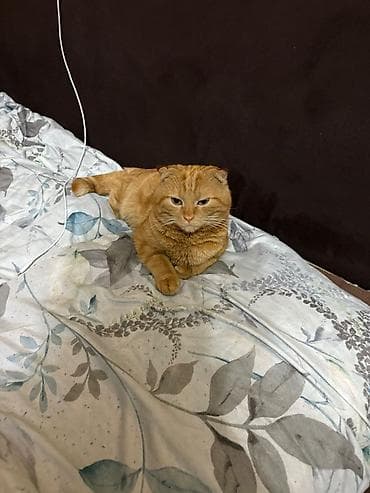 котик шотландский: Шотландский вислоухий кот, окраса «рыжий табби». Описание: - Породные — 2