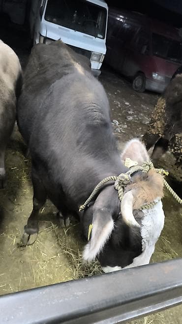 туша барана: Продаю | Бык (самец) | На откорм | Привязанные — 1