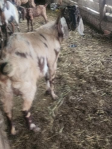 животные на продажу: Продаю | Коза (самка), Козёл (самец), Козлёнок — 3