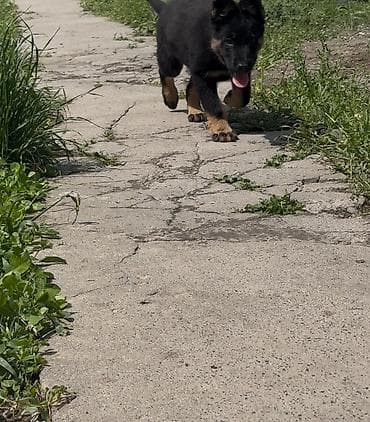 овчарка ош: Немецкая овчарка, 2 месяца, Самец, С прививкой, С родословной — 4