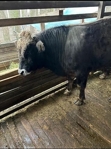 жаныбарлар: Сатам | Бука (эркек) | Швиц | Бордоп семиртүү үчүн — 1