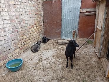 продажа козлов: Продаю | Коза (самка) | Для разведения — 2