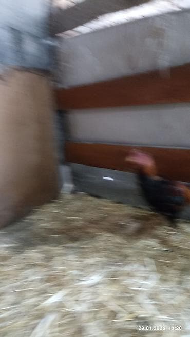 купить яйцо бройлера для инкубации: Продаю петуха дакан около года где-то. активный . цена 1800 сом — 10