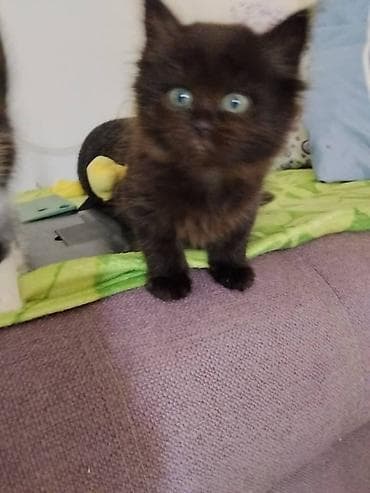 сиамский котенок цена: Маленькие пушистые котики ищут очень заботливых хозяев. Им 1,5 месяца — 2