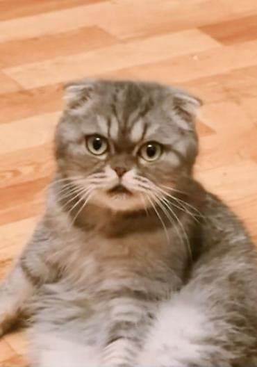 Шотландская вислоухая кошка (Scottish Fold) Пол: Женский Возраст: 10 — 6
