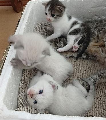 вязка ош кошек: Котята домашние, от кошки-домоседки. - Возраст: примерно 3–4 недели — 1