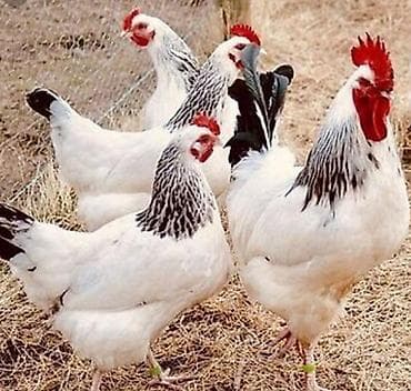 уй сатып алам бишкек: Адлер тооктор сатылат — 1