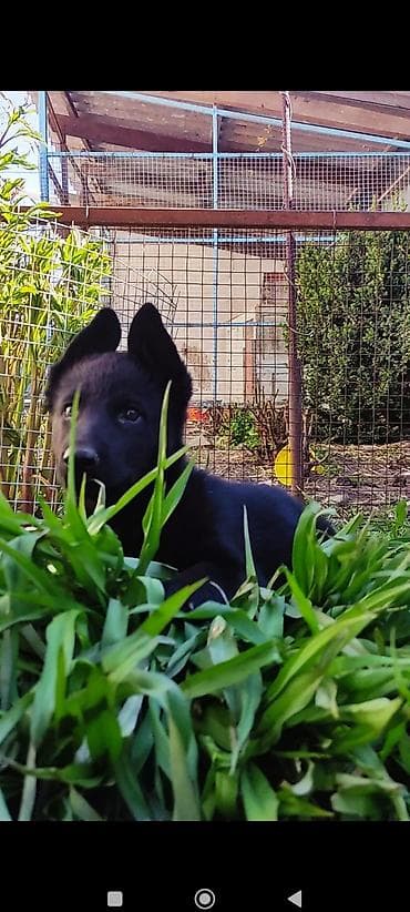 русский спаниэль: Дата рождения 13 февраля! Щенки прошли активацию в клубе, получены — 10