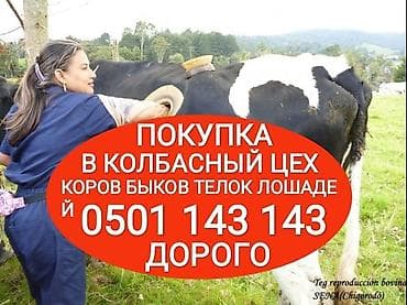 Частное лицо, Колбасный цех : Коровы, быки, Лошади, кони, Другие с/х животные, | Круглосуточно, Любое состояние, Забитый