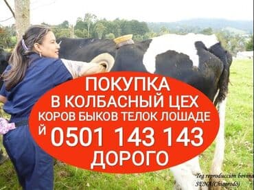 продажа быков: Куплю | Коровы, быки, Лошади, кони, Другие с/х животные | Круглосуточно, Любое состояние, Забитый — 1